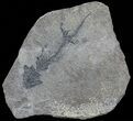 Discosauriscus (Early Permian Reptiliomorph) #70510-1